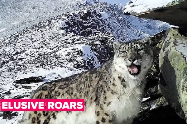 Saving snow leopards is not an easy mission
